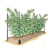 Raspberry Bed -Optimal Garden Care GS39389 01S 1