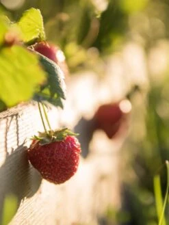 3-Tier Strawberry Bed -Optimal Garden Care Strawberry3 3167 tif